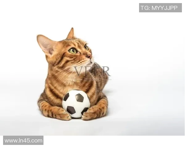 球星猫化身足球高手在赛场上演绎精彩绝伦的比赛瞬间 球星猫化身足球高手在赛场上演绎精彩绝伦的比赛瞬间